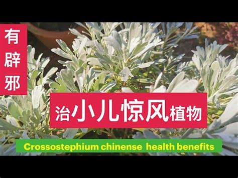 芙蓉菊可以吃嗎 墓碑裂掉